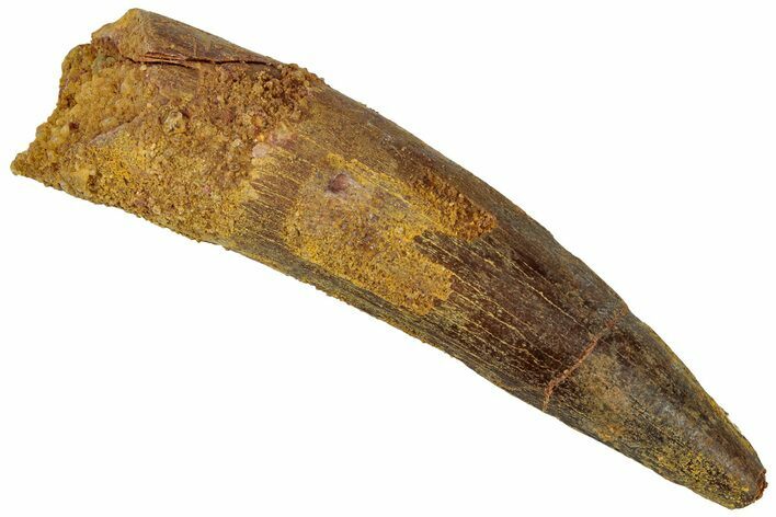 Fossil Spinosaurus Tooth - Real Dinosaur Tooth #312960